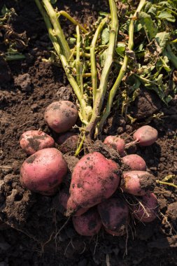 Topraktan çıkartılan kırmızı patates bitkisi, yaklaş..