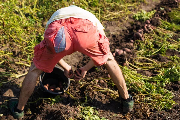 Man Ripped Pants Harvesting Potato Yield Garden — Stock Photo, Image