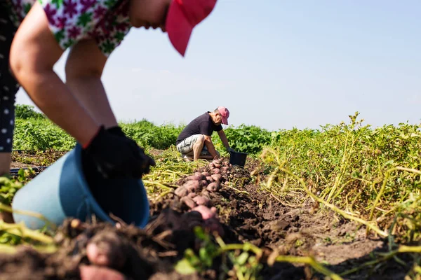 Man Woman Field Workers Harvesting Dug Potato Field — Stock Photo, Image