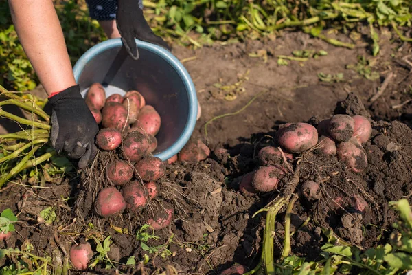 Οικογενειακό Αγρόκτημα Καλλιέργεια Πατάτας Eco Ένα Μικρό Κήπο — Φωτογραφία Αρχείου