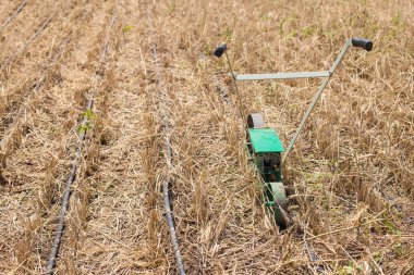 Kuru mısır gevrekleri ve serum bandıyla tarlada elle küçük ekiciler..