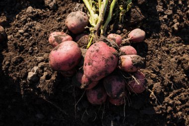 Patates çalısı kazılmış. Yeni patates hasadı. Toprakta kırmızı patates, yakın plan..