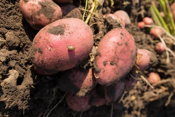 Besouros Colorado Não São Obstáculo Para Crescer Grande Rendimento Batata — Fotografia de Stock