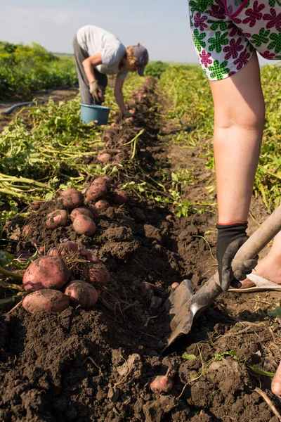 Field Workers Digging Potato Manualy Spade Harvesting Oreganic Yield Potato — Stock Photo, Image