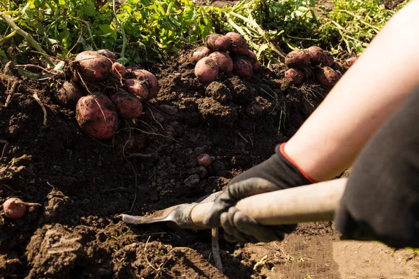 Mains Dans Les Gants Creuser Pomme Terre Manuellement Avec Rasoir — Photo