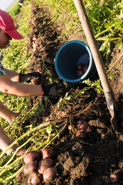 Young Woman Digging Potato Growed Organic Method — Stock Photo, Image