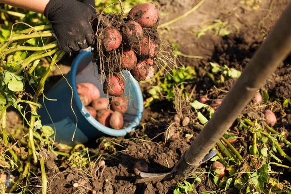 Good Dark Soil Growing Big Yield Potato Hands Gloves Picking — Stock Photo, Image