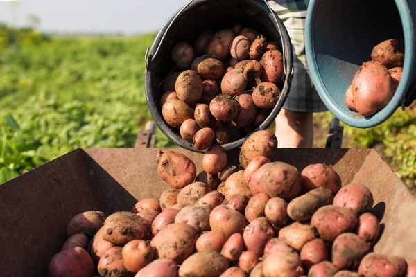 Buckets Potatoes Loading Wheel Barrow Field — Stock Photo, Image