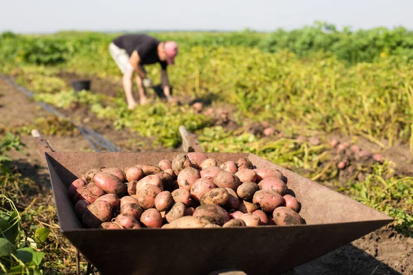 Harvesting Potato Loading Wheel Barrow Field Sunny Day — Stock Photo, Image