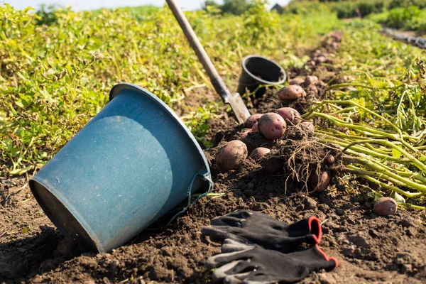 Tarlada Patates Toplamak Için Hazırlanmış Talaş Çalışma Eldivenleriyle Plastik Bir — Stok fotoğraf