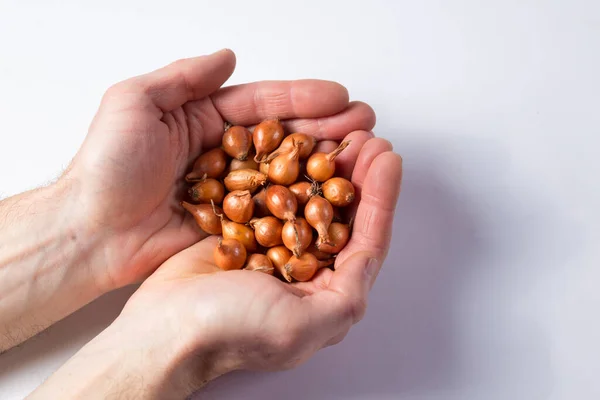 Männliche Bauernhände Halten Zwiebelsaatzwiebeln Nahaufnahme Auf Weißem Hintergrund — Stockfoto