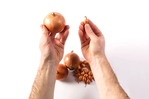 Rendimiento Cebolla Poco Libras Para Siembra Las Manos Sobre Fondo — Foto de Stock