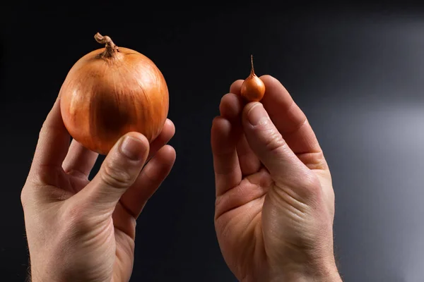 Manos Sosteniendo Cosecha Cebolla Bulbo Plántulas Sobre Fondo Negro — Foto de Stock