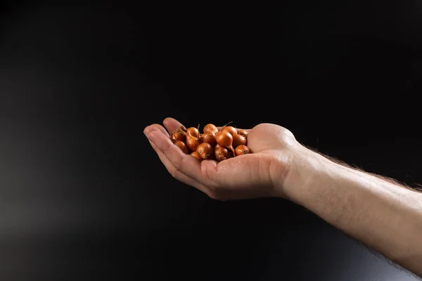 Männliche Hand Hält Zwiebelzwiebeln Zur Aussaat Nahaufnahme Auf Schwarzem Hintergrund — Stockfoto