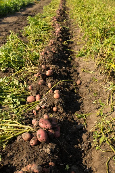 Bir Tarlada Patates Topluyor Topluyor Tek Bir Hat Kazılıyor Hiç — Stok fotoğraf
