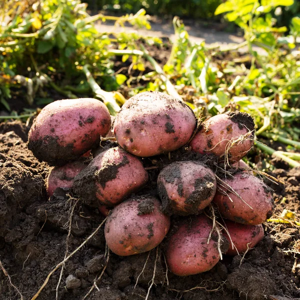 Один Куст Картофеля Выкопанный Почвы Закрылся Поле — стоковое фото