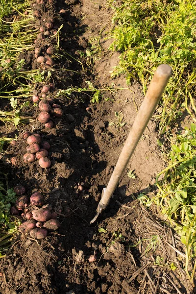 면도칼로 감자의 새로운 수확을 수확하는 파내는 위에서 — 스톡 사진