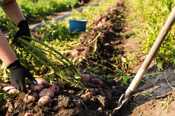 Hands Gardener Gloves Picking Dug Potato Field — Stock Photo, Image