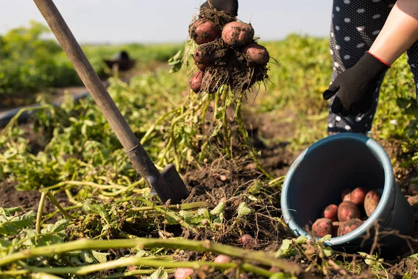 Female Gardener Diging Out Potato Shovel Field — Stock Photo, Image