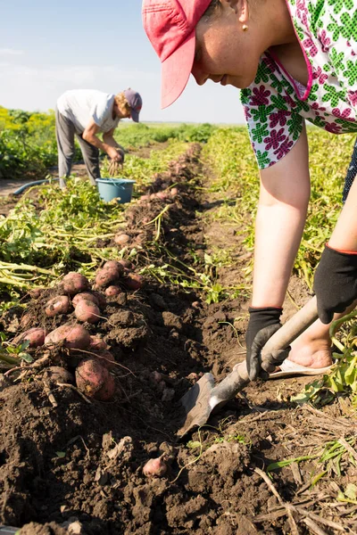 Women Working Hard Field Digging Out Potato Shovel — Stock Photo, Image