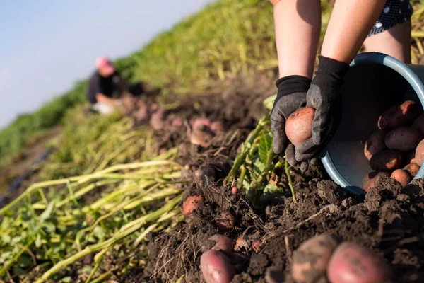 Lot Work Growing Harvesting Potato Hands Gloves Holding Potato Field — Stock Photo, Image