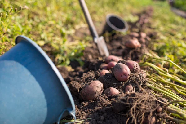 Bahçede Kürekle Patates Hasadı Topluyor Kapatıyoruz — Stok fotoğraf