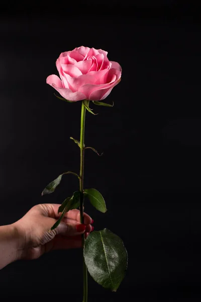 Mão Feminina Com Rosa Rosa Isolada Fundo Preto — Fotografia de Stock