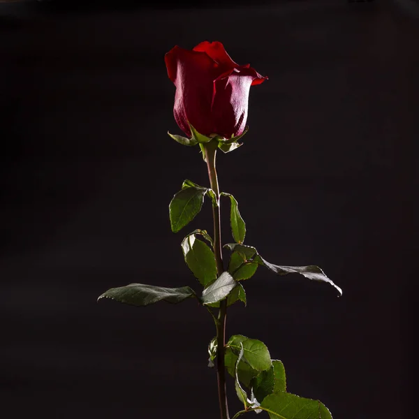 Uma Rosa Roxa Perto Fundo Preto Rosa Vermelha Uma Flor — Fotografia de Stock