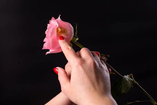 Mãos Florista Apontando Para Ponto Didease Marrom Uma Rosa Rosa — Fotografia de Stock