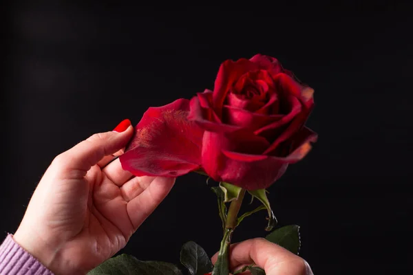 Mão Feminina Mostrando Manchas Marrons Uma Rosa Vermelha Fundo Preto — Fotografia de Stock