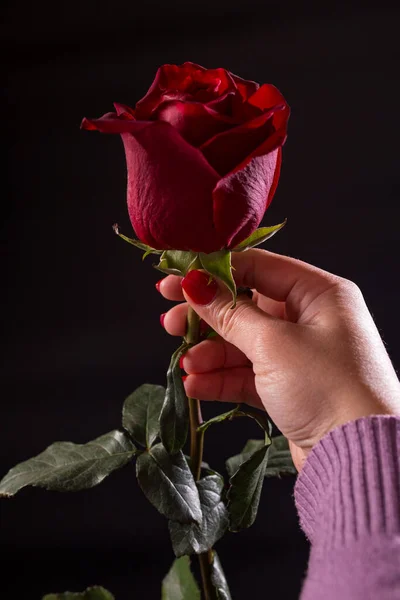 Femlae Mão Perto Com Unhas Vermelhas Segurando Roxo Rosa Fundo — Fotografia de Stock