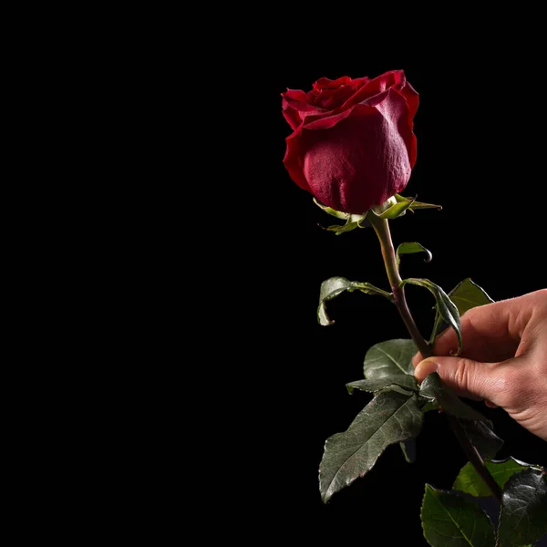 雄手捧着美丽的红玫瑰 与黑色隔离 有复制空间 图库图片
