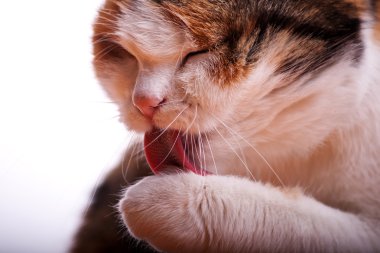 kedi yıkar