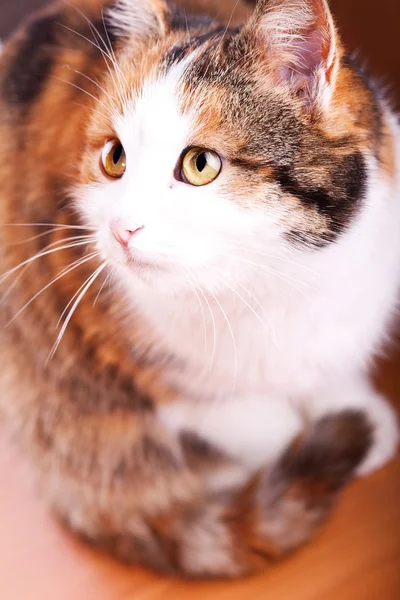 Gato gracioso — Foto de Stock