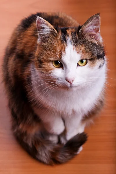 Gato peludo — Fotografia de Stock