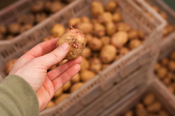 Картофель для посева — стоковое фото