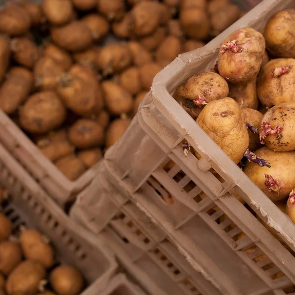 Potatoes with sprouts — Stock Photo, Image