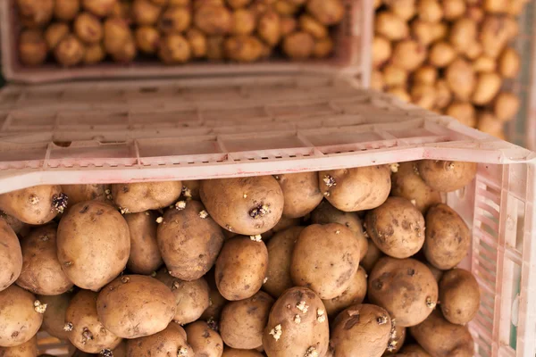 Sementes de batata — Fotografia de Stock