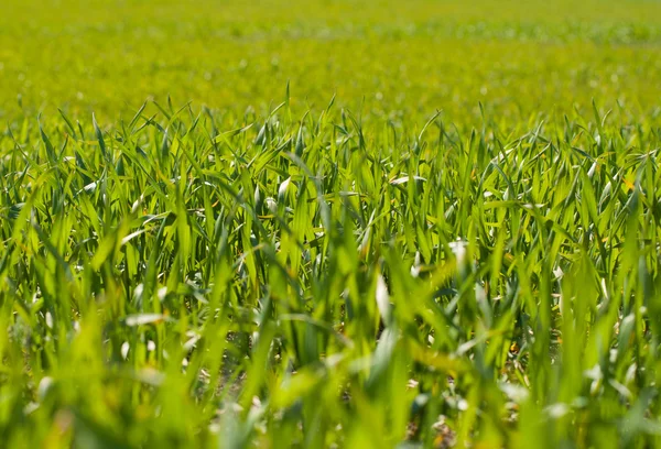 Grüne Wiese — Stockfoto