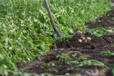 patateslerin üzerine alan