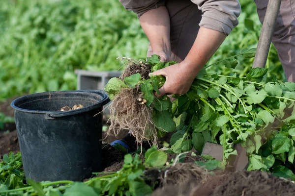 Harvesting potatoes — Stock Photo, Image