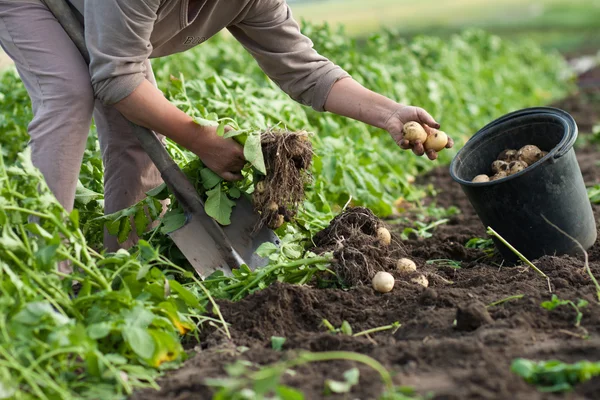 Dig up potatoes — Stock Photo, Image