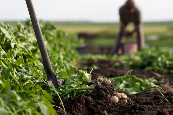 Digging potatoes — Stock Photo, Image