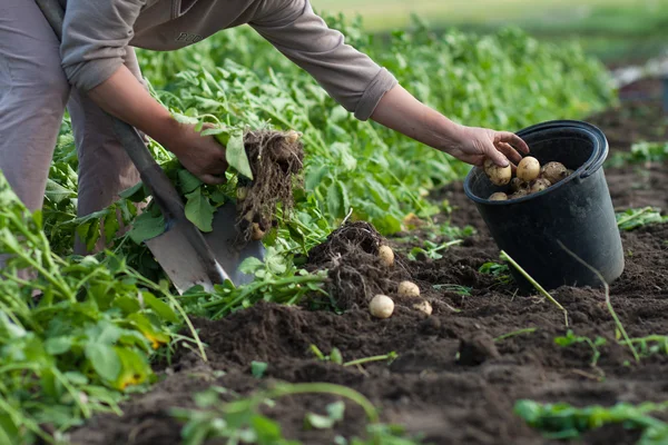 Graven van aardappelen — Stockfoto