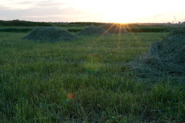 Piles of hay — Stock Photo, Image