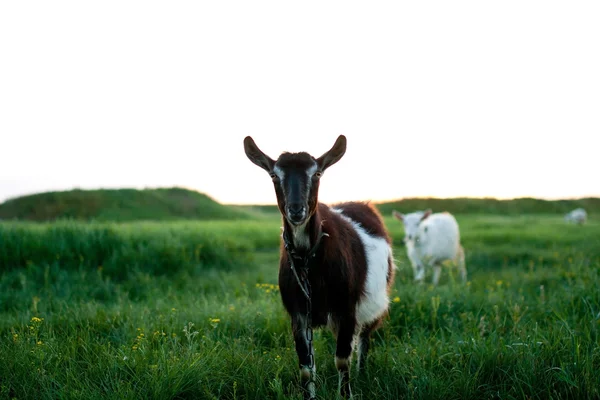 Kozy na louce — Stock fotografie