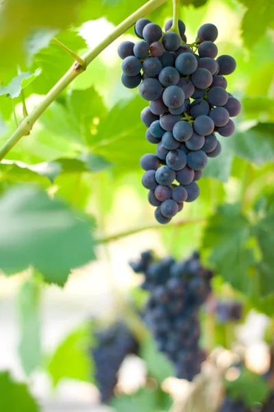 Pink grape — Stock Photo, Image