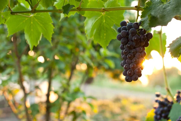 Sweet grape — Stock Photo, Image