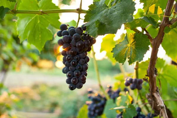 Ripe grape — Stock Photo, Image