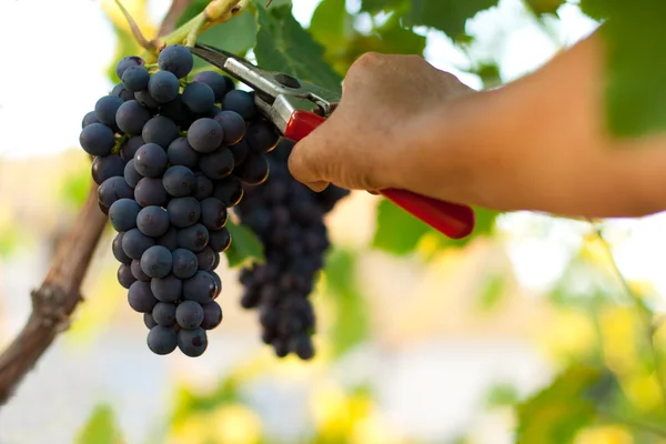 Picking grape — Stock Photo, Image